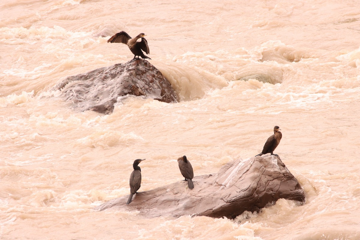 Neotropic Cormorant - ML631528565