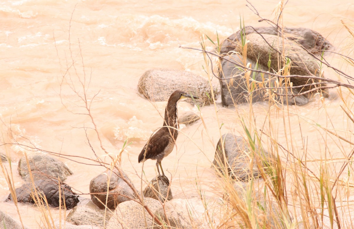 Fasciated Tiger-Heron - ML631528574