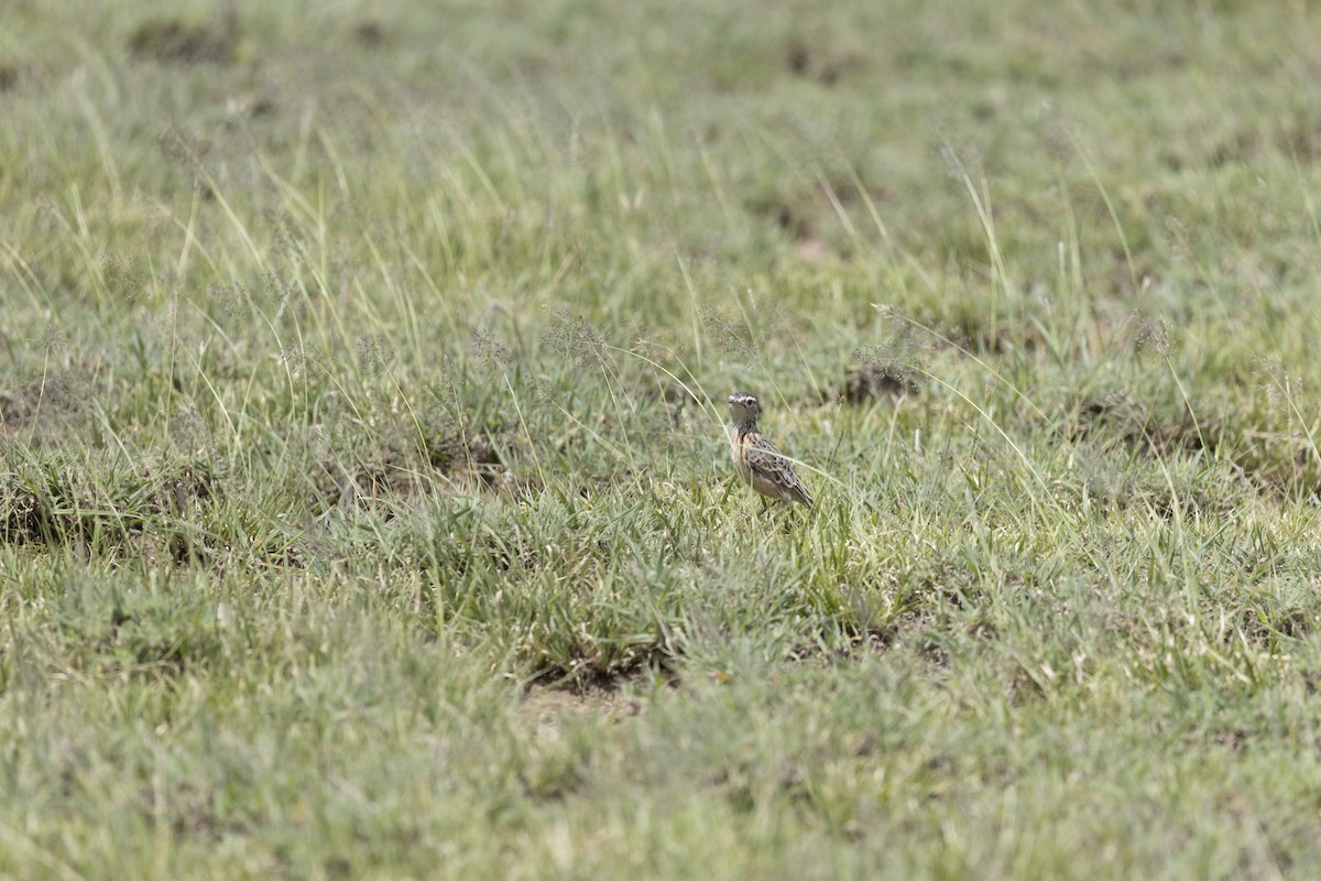 Beesley's Lark - ML631528579