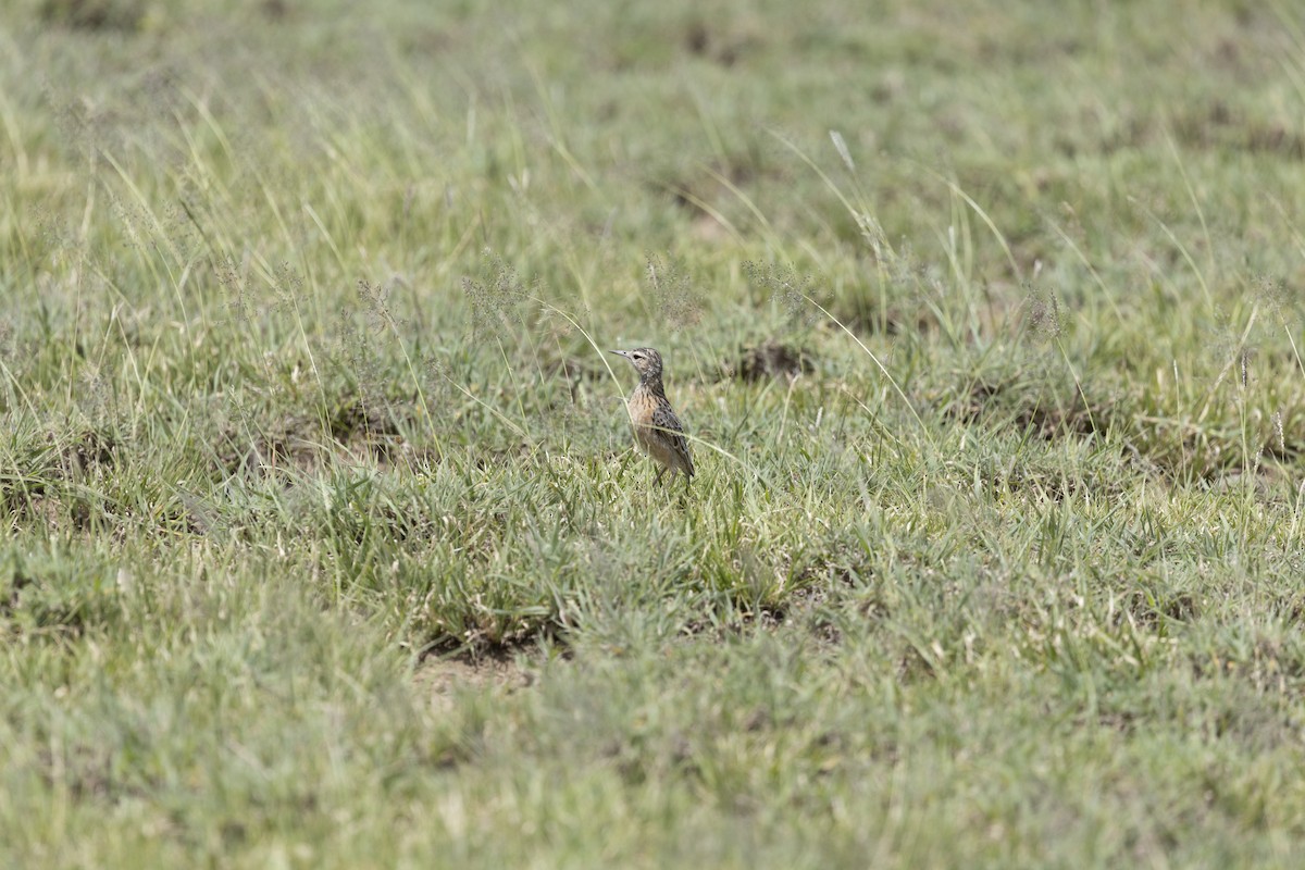 Beesley's Lark - ML631528580