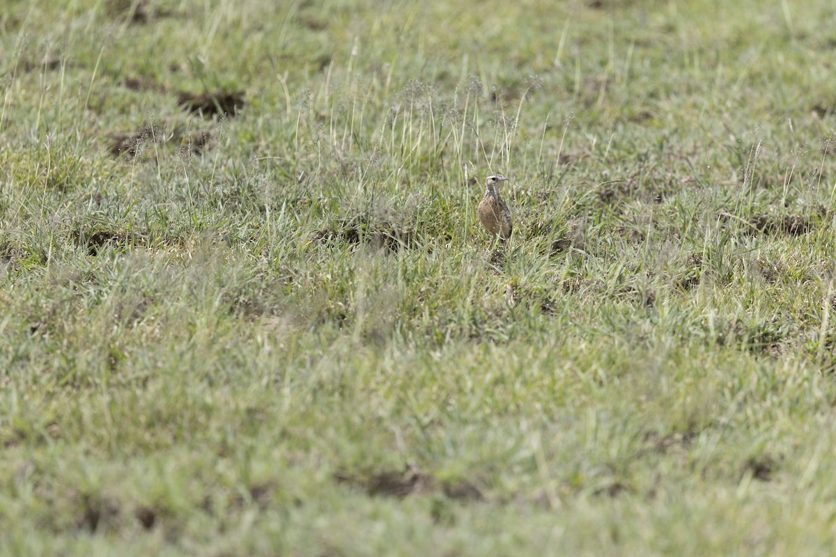 Beesley's Lark - ML631528581