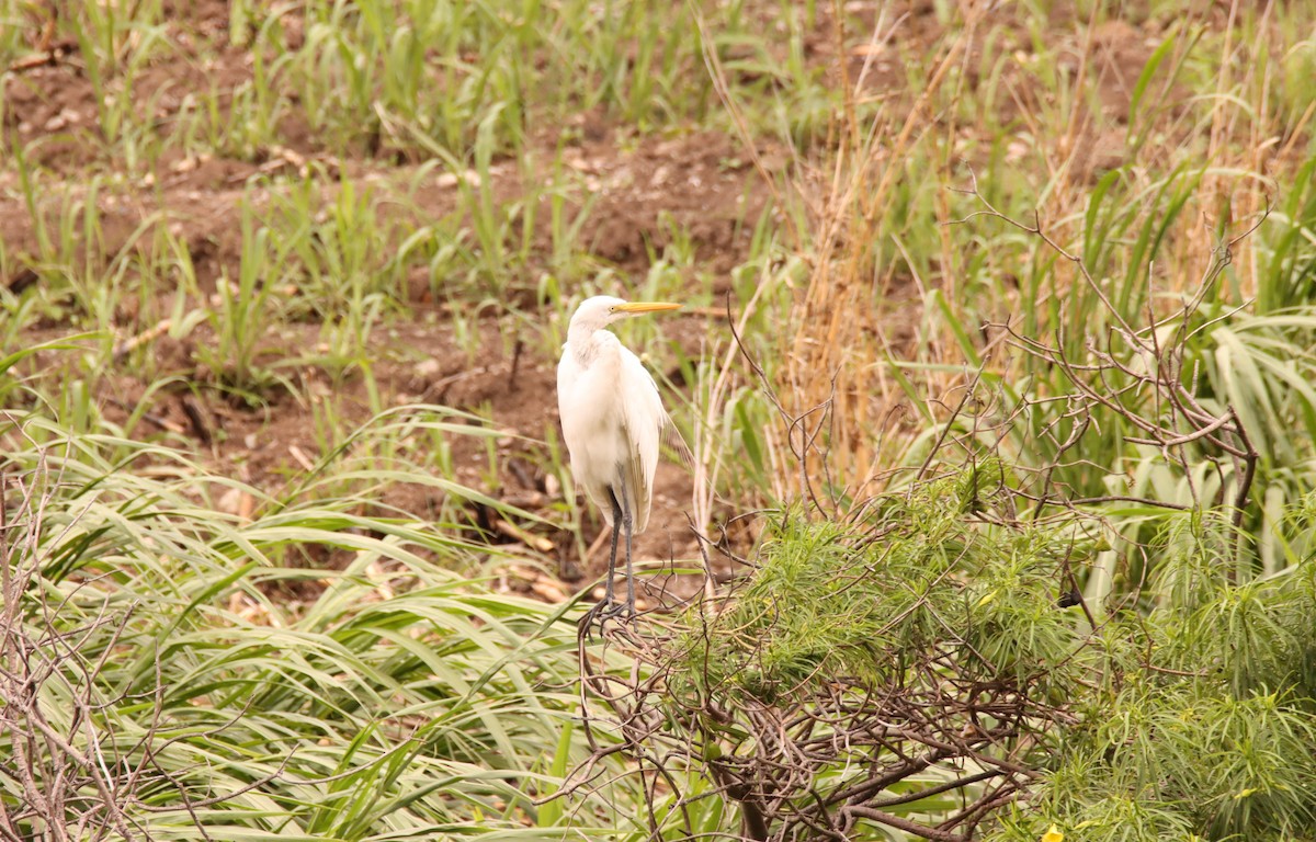 Great Egret - ML631528584