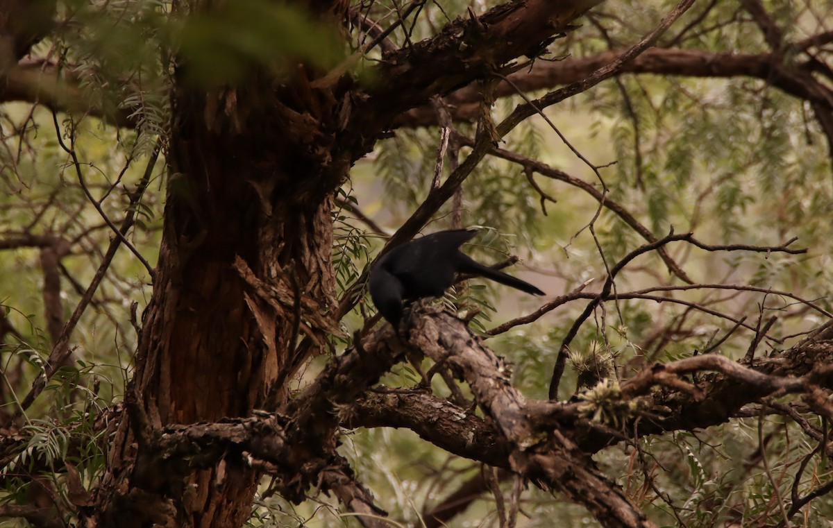 Scrub Blackbird - ML631528616
