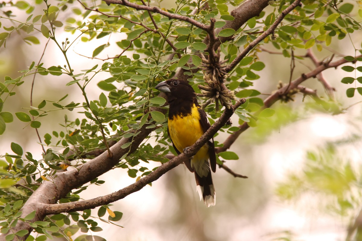 Black-backed Grosbeak - ML631528623