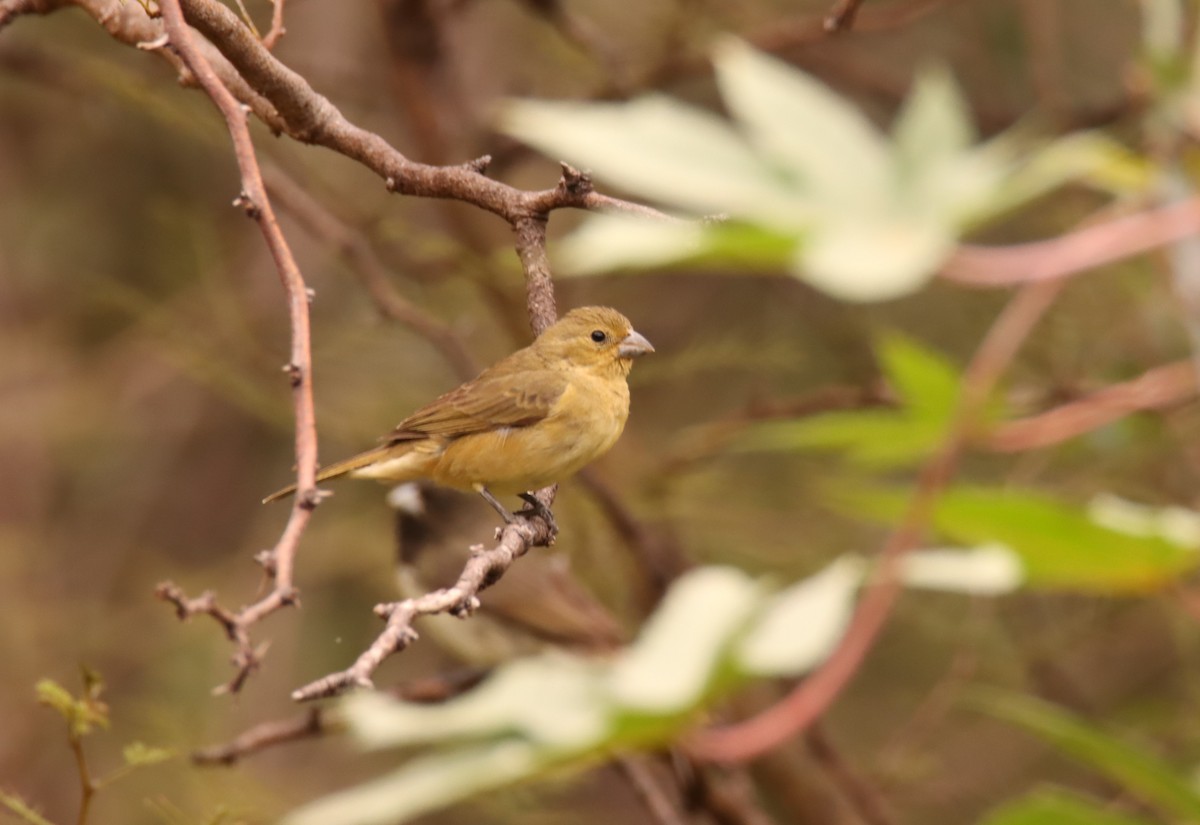 Yellow-bellied Seedeater - ML631528631