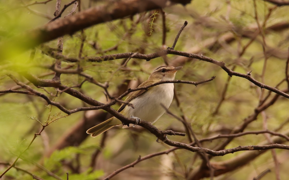 Chivi Vireo - ML631528706