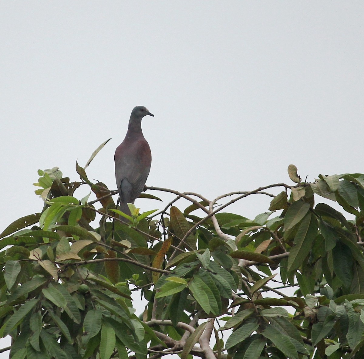 Dusky Pigeon - ML631528903