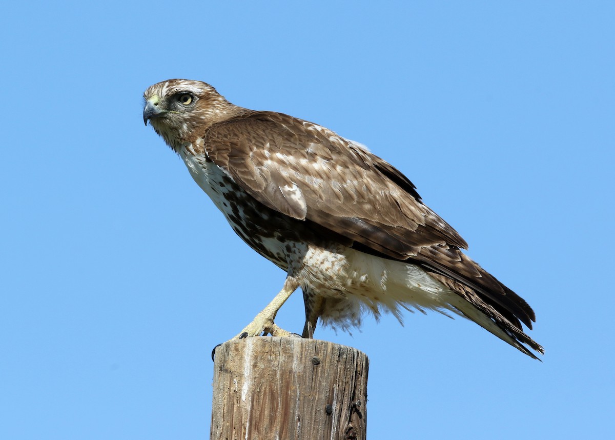Rotschwanzbussard - ML631528922