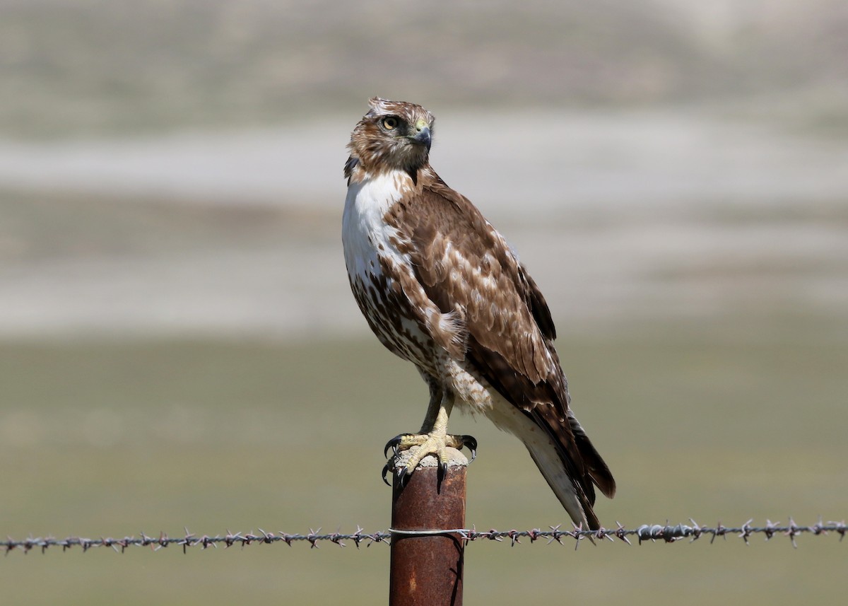 Rotschwanzbussard - ML631528925