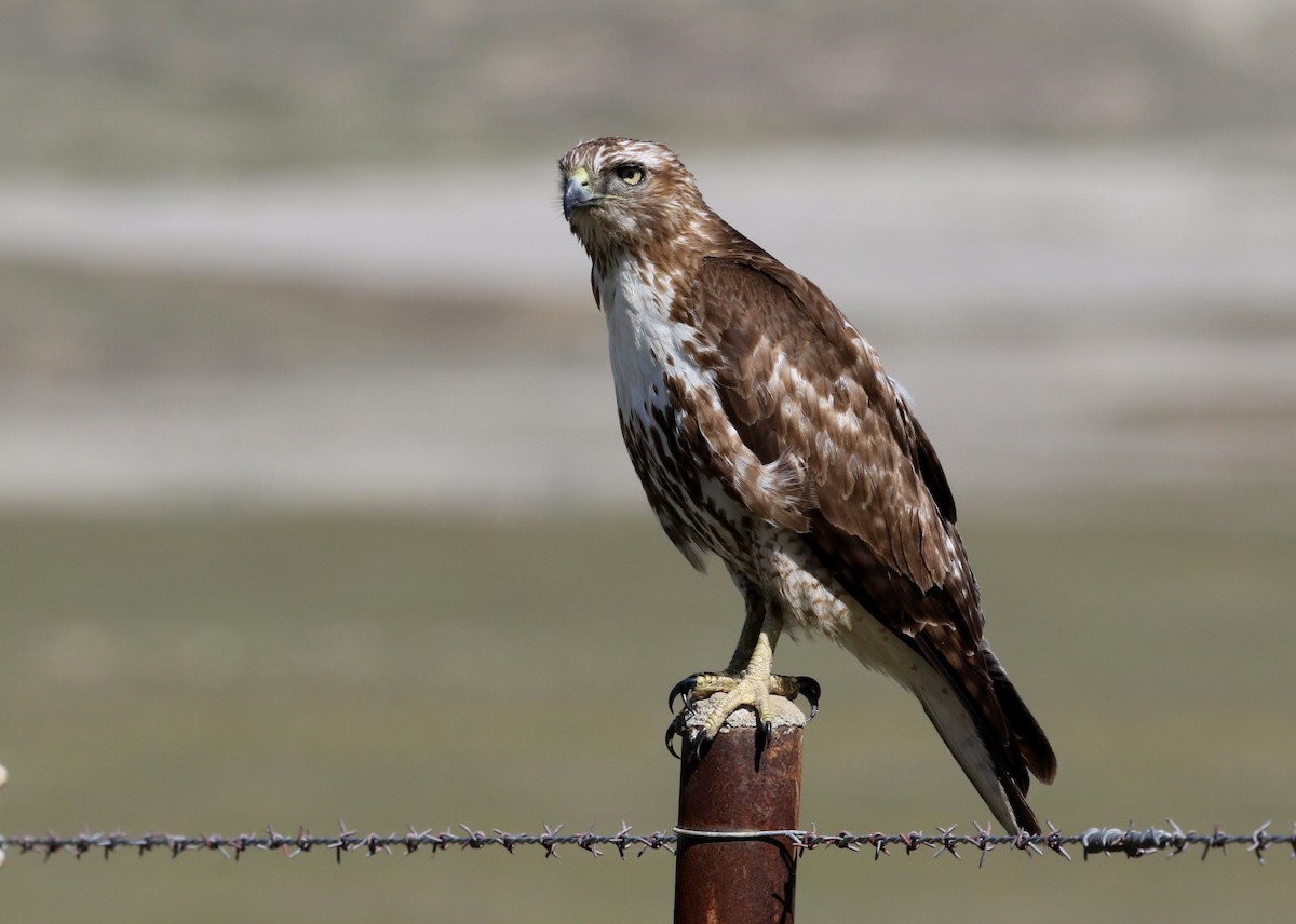 Rotschwanzbussard - ML631528936