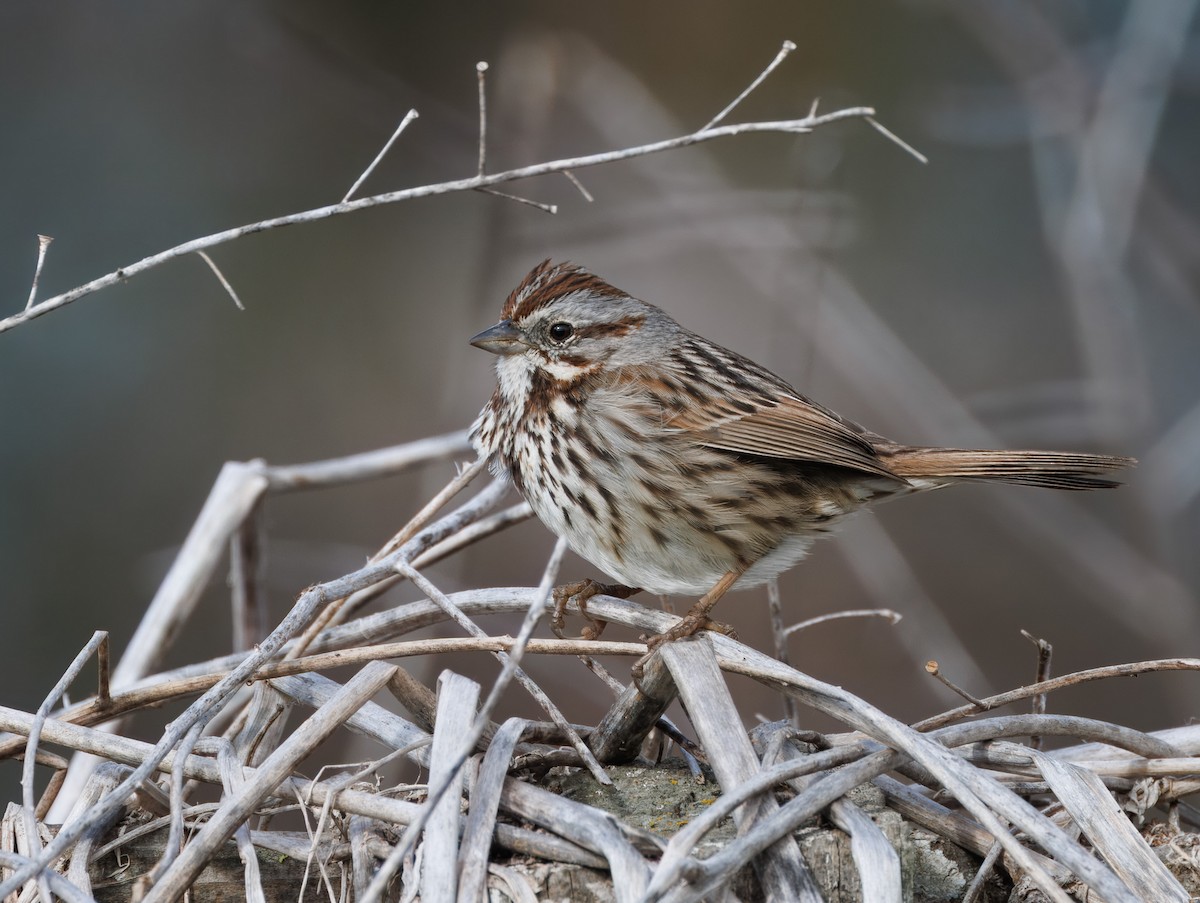 Song Sparrow - John Callender
