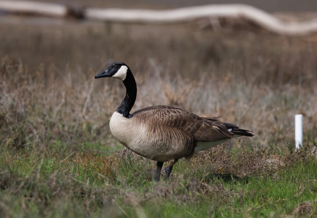 Canada Goose - John Callender