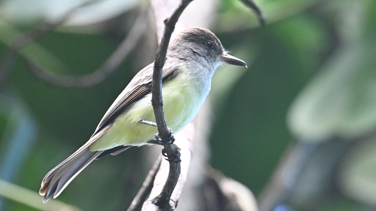 Grenada Flycatcher - ML631529148