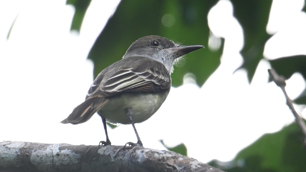 Grenada Flycatcher - ML631529153