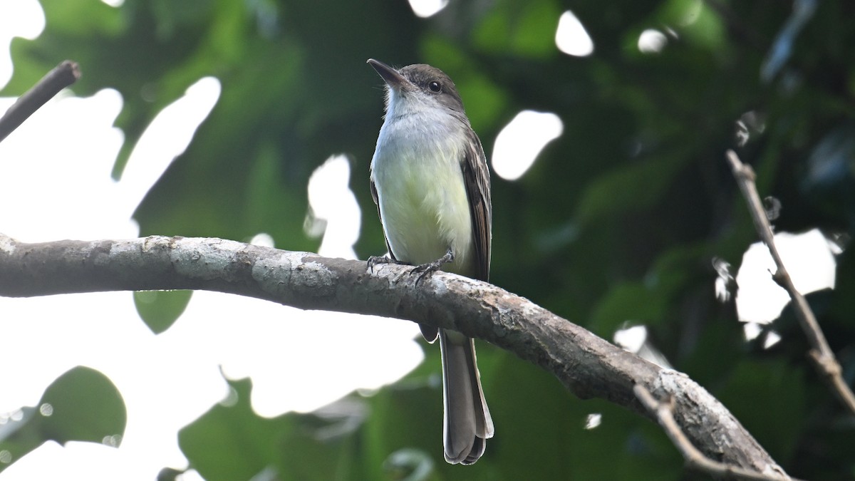Grenada Flycatcher - ML631529165