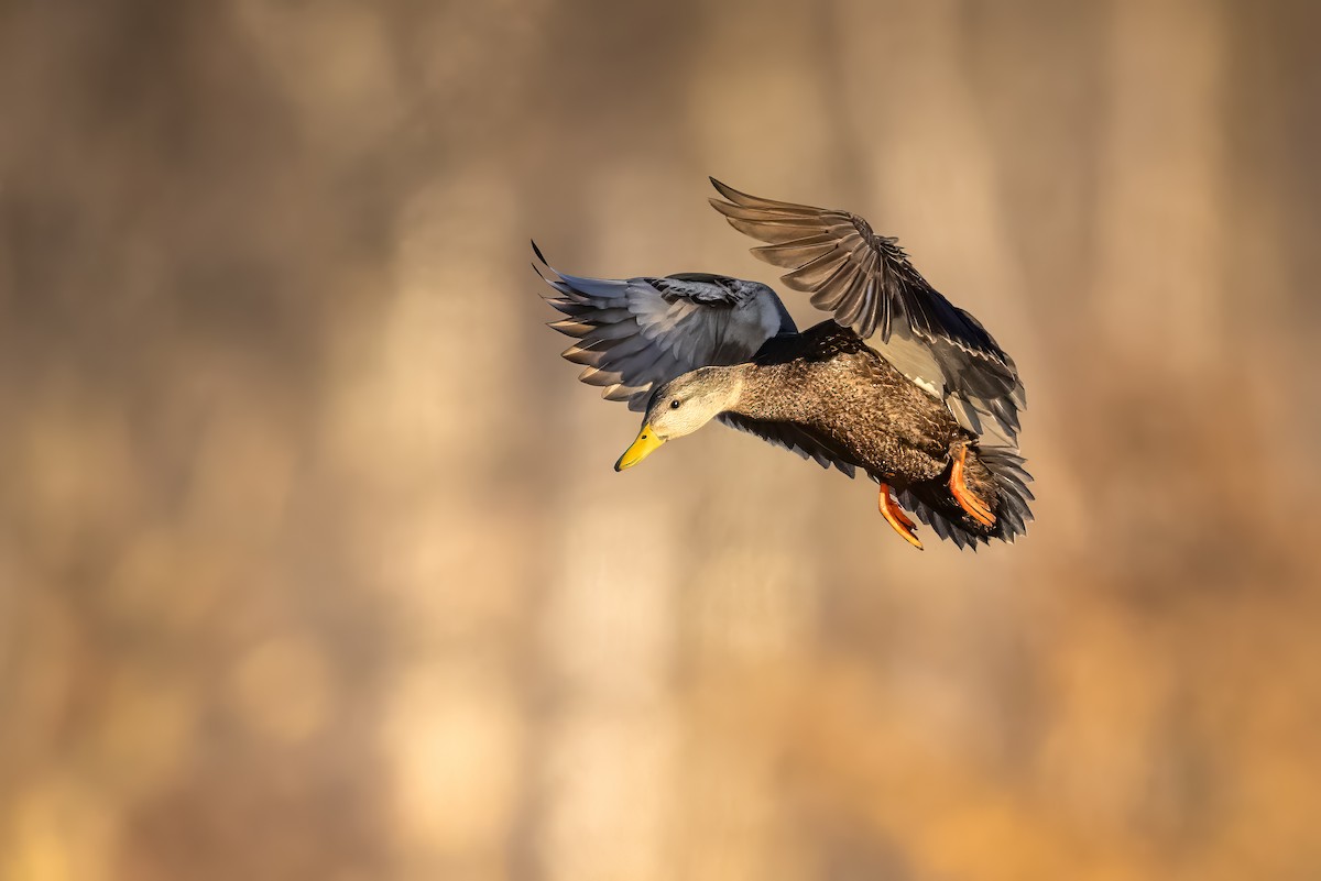 American Black Duck - ML631529169