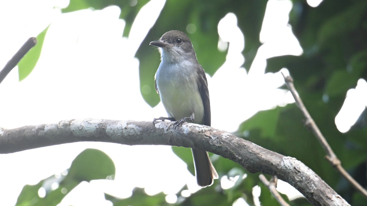 Grenada Flycatcher - ML631529180