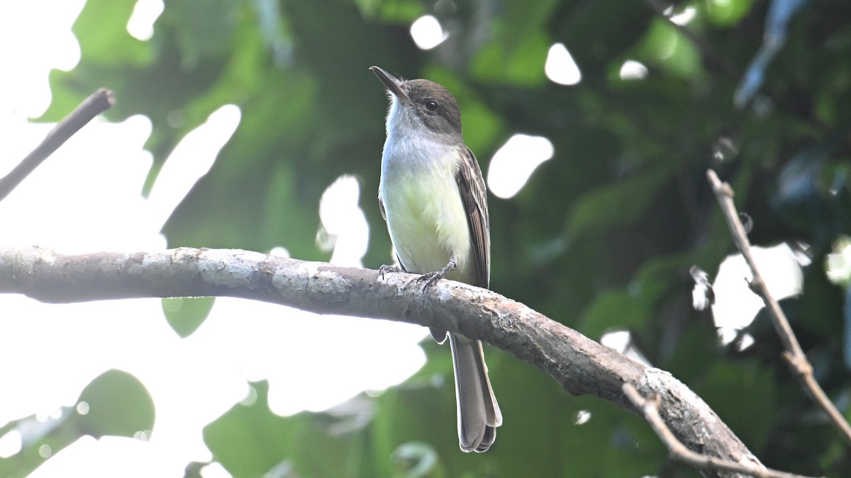 Grenada Flycatcher - ML631529186