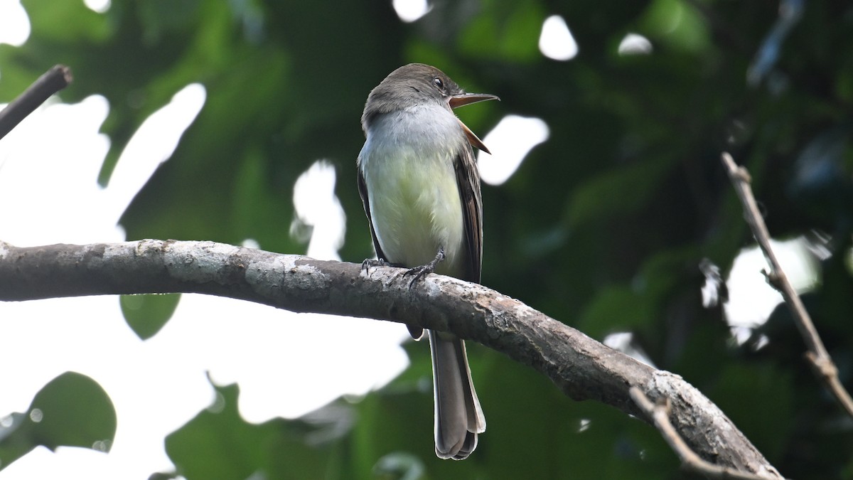 Grenada Flycatcher - ML631529189