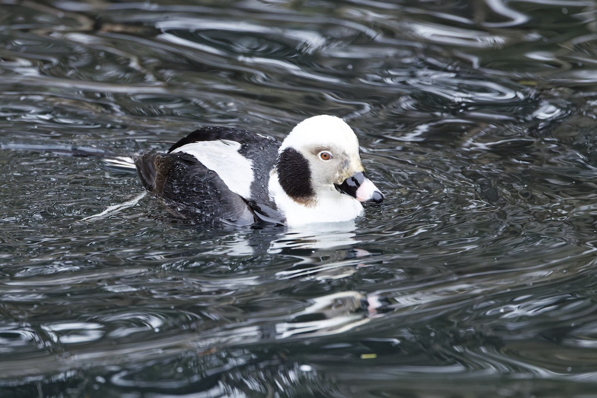 Long-tailed Duck - ML631529458