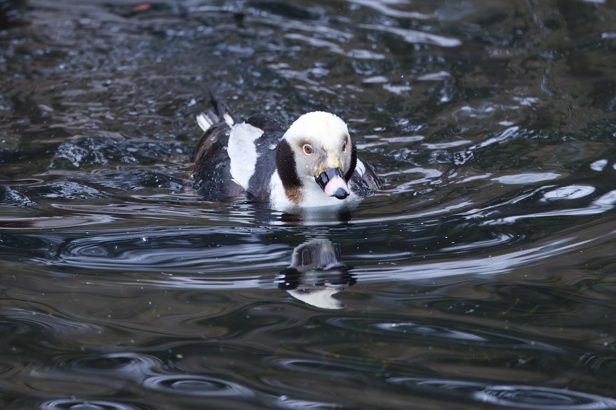 Long-tailed Duck - ML631529459