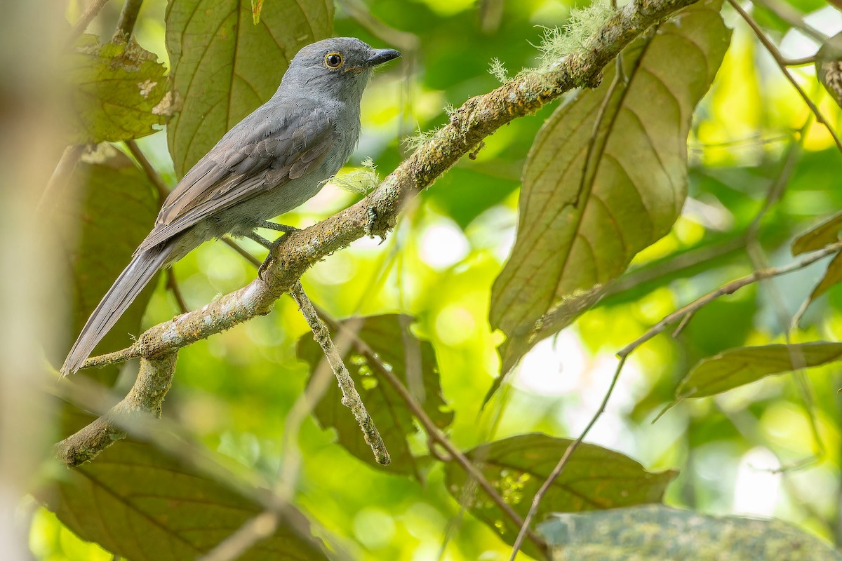 Chestnut-capped Piha - ML631529868