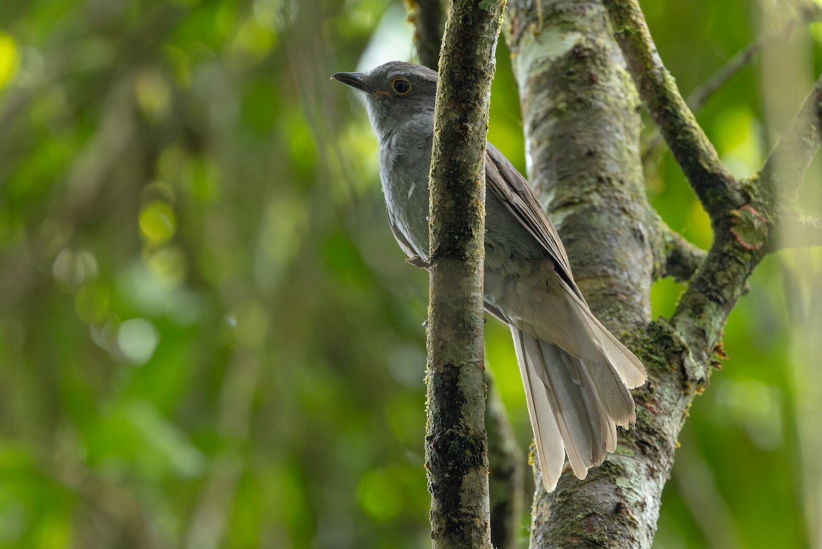 Chestnut-capped Piha - ML631529877