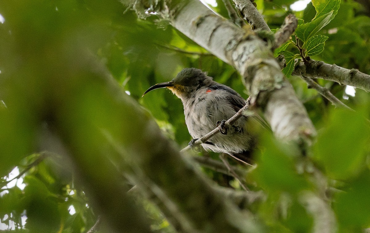 Mouse-colored Sunbird - ML631529948
