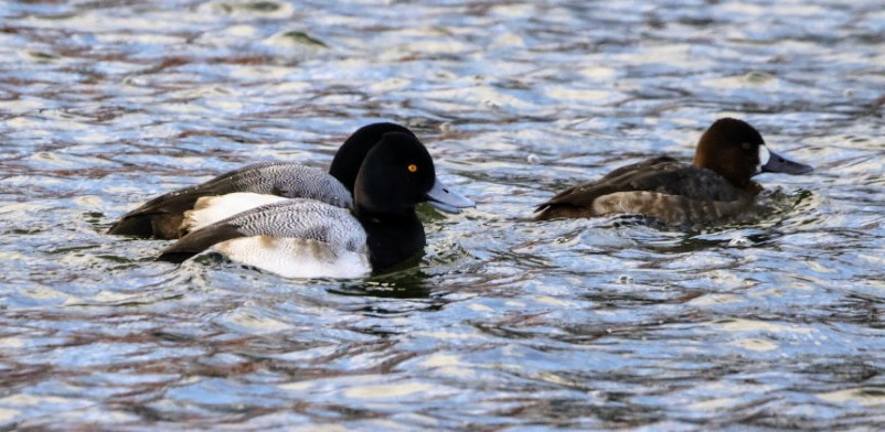 Lesser Scaup - ML631529959