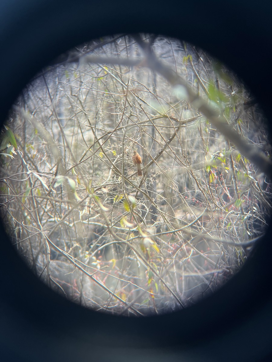 Brown Thrasher - ML631530096
