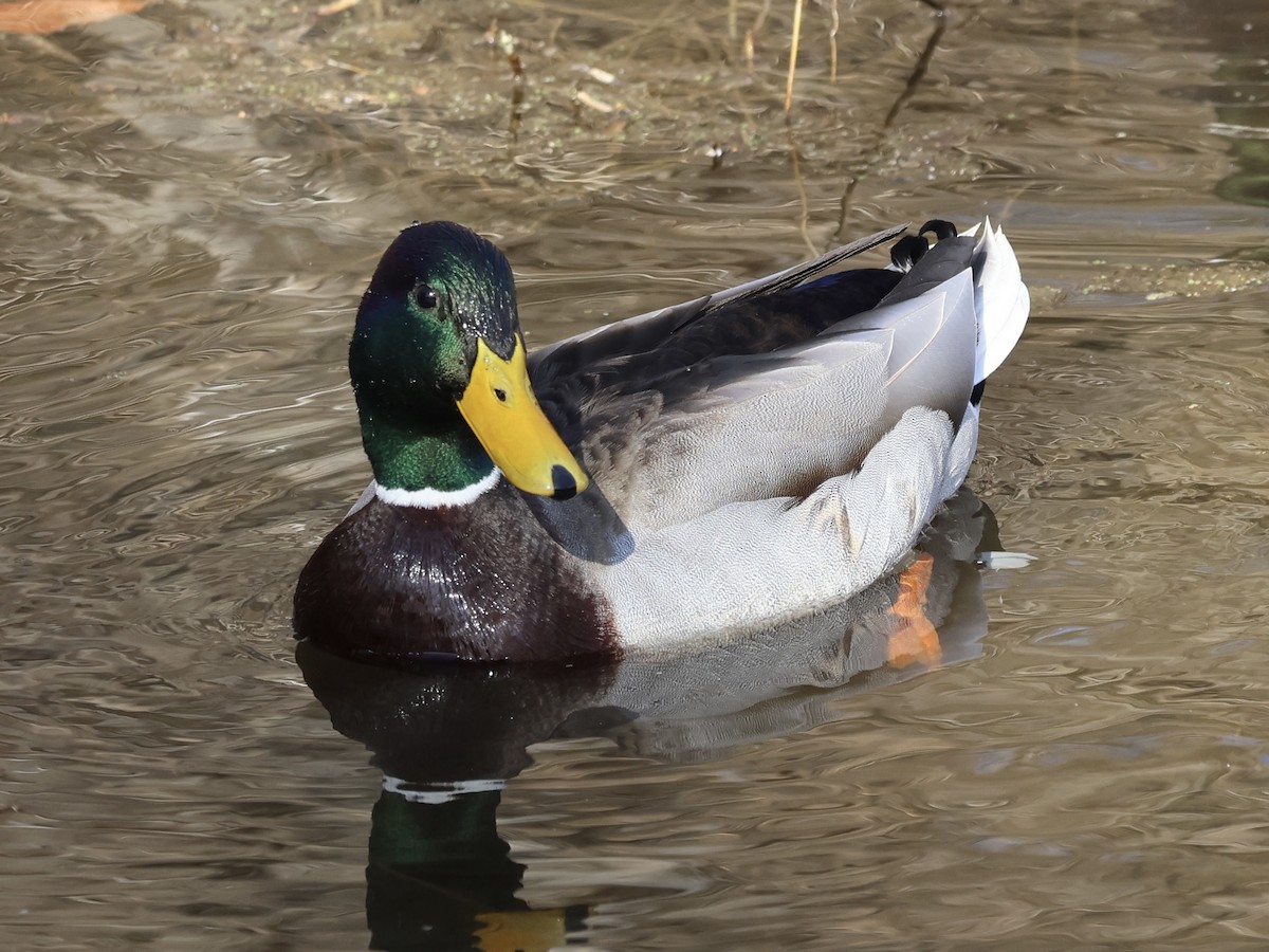 Stockente - ML631530148