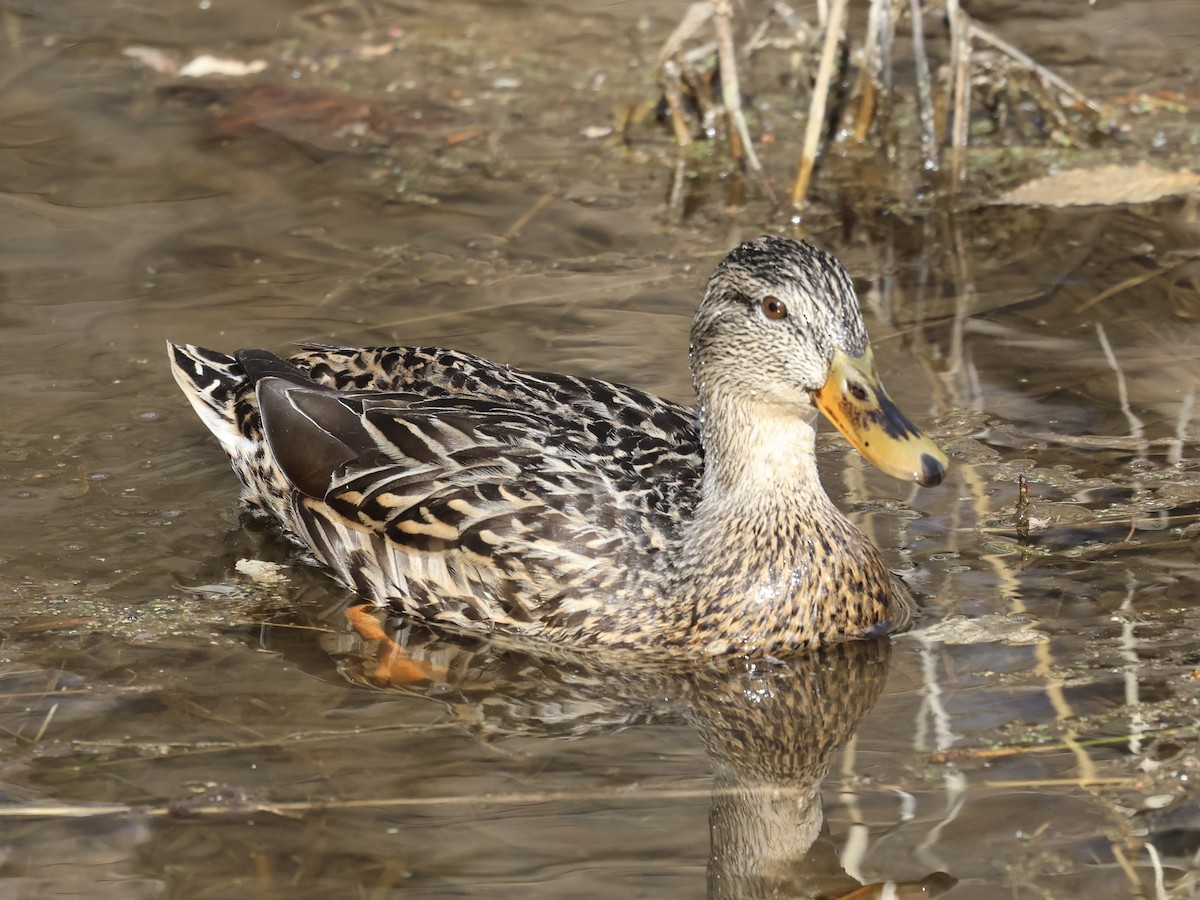 Stockente - ML631530149