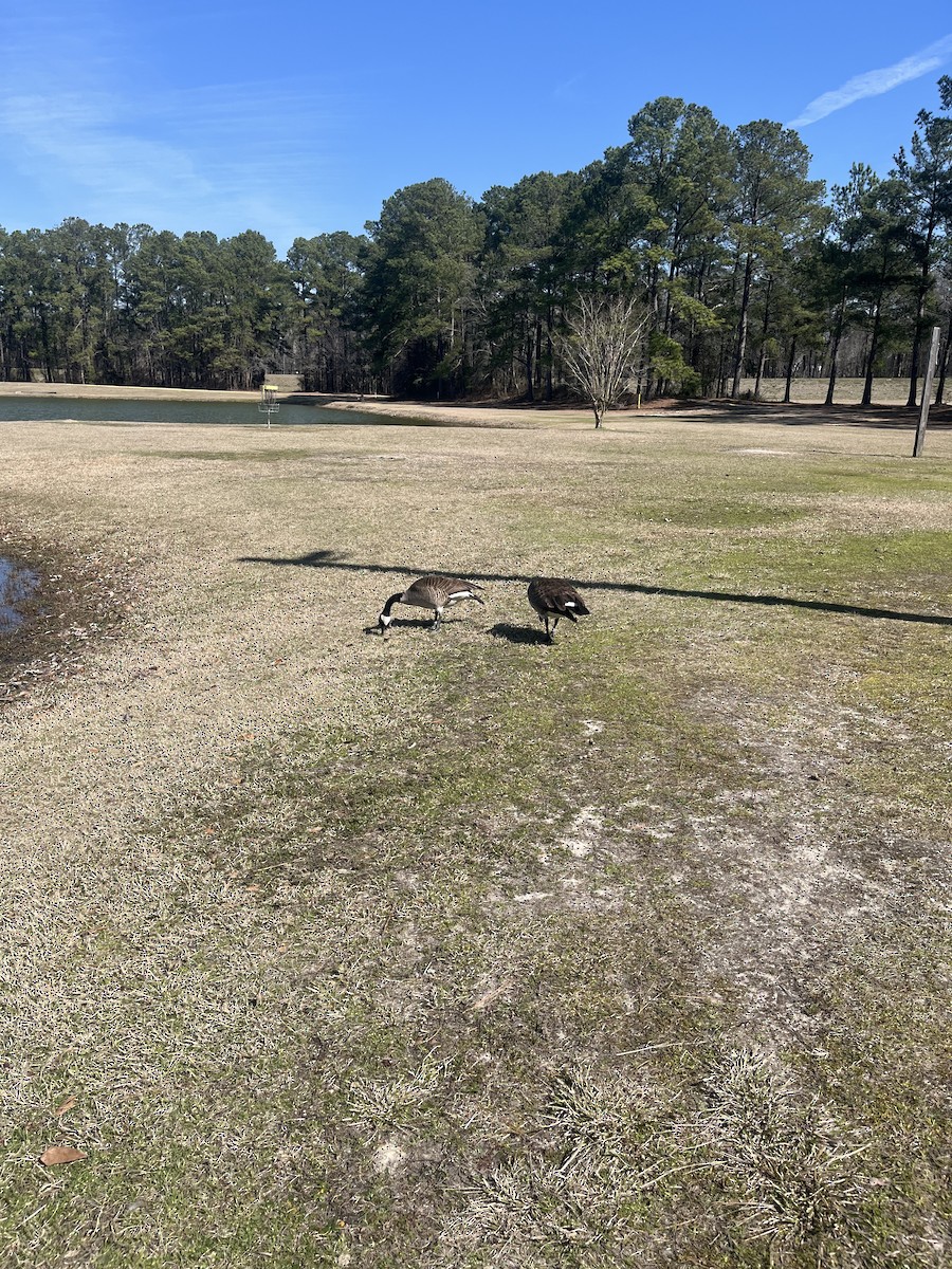 Canada Goose - ML631530166