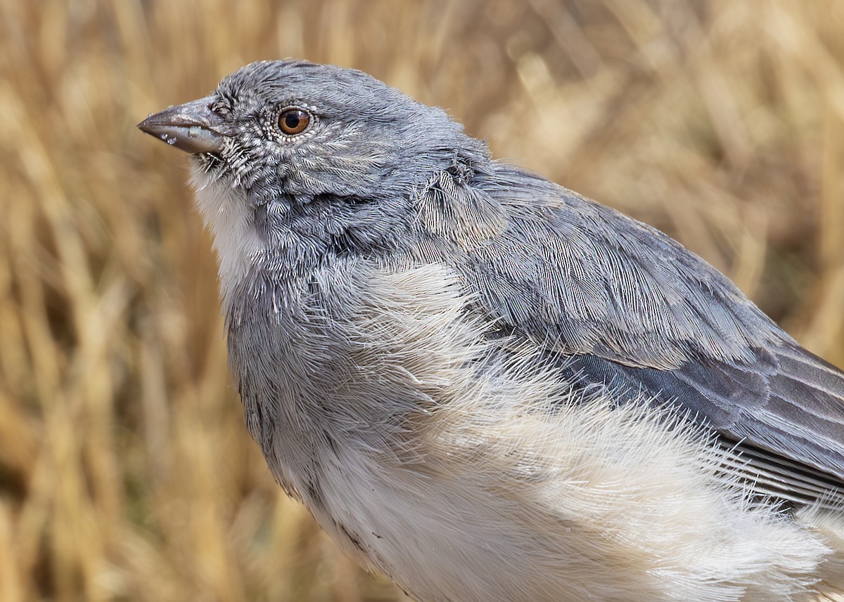 ノドジロヤマシトド - ML631530287