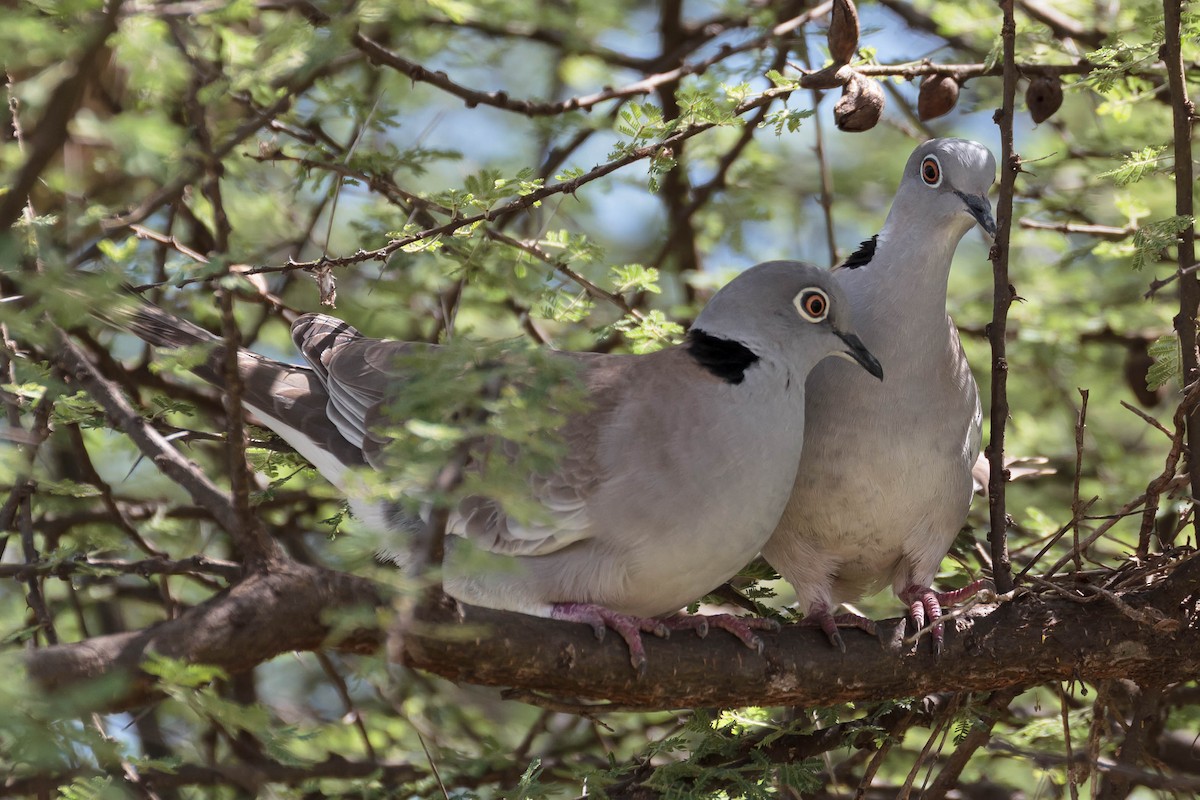 White-winged Collared-Dove - ML631530288
