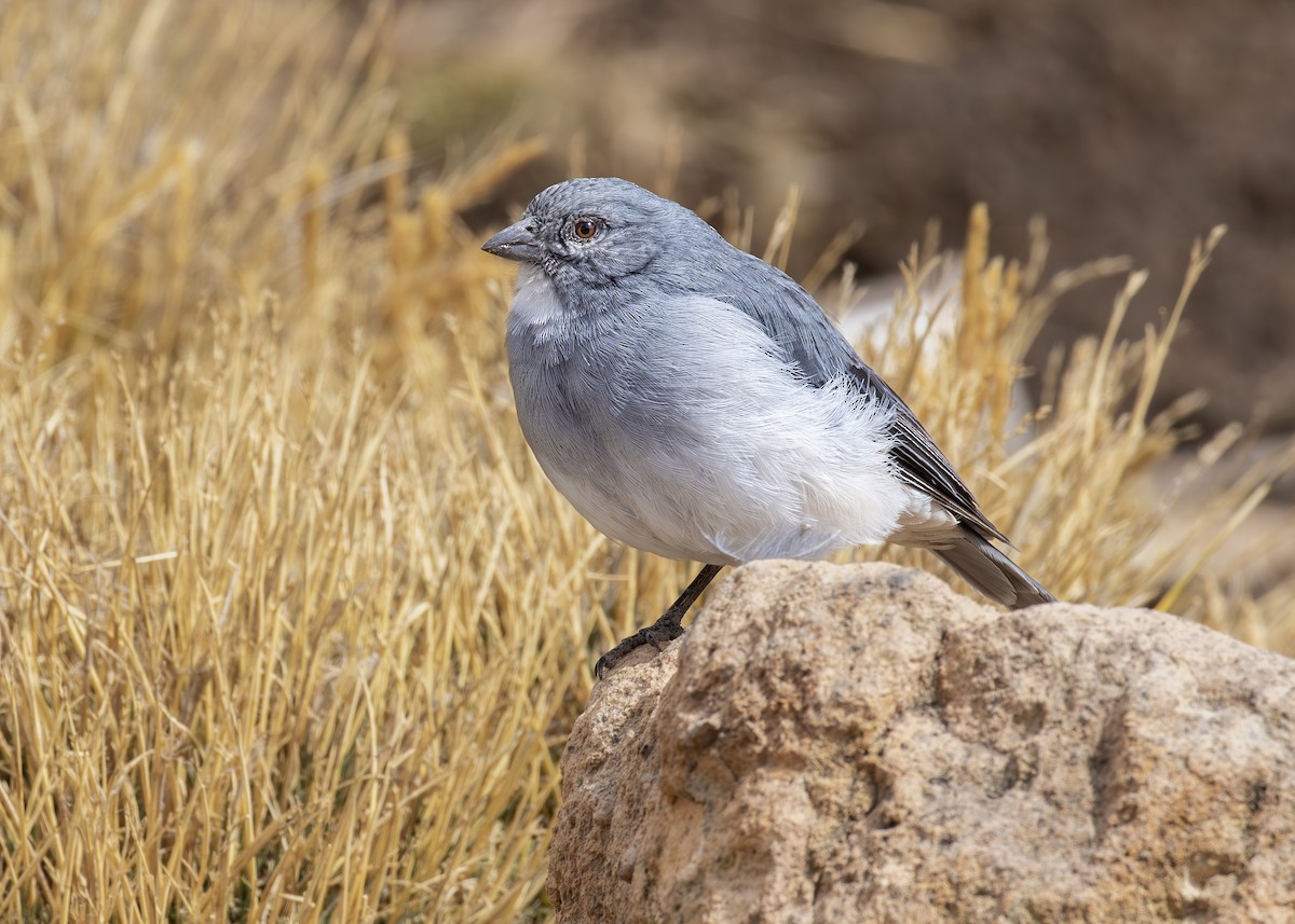 ノドジロヤマシトド - ML631530289