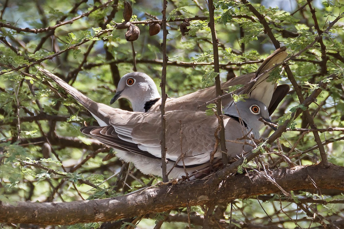 White-winged Collared-Dove - ML631530295