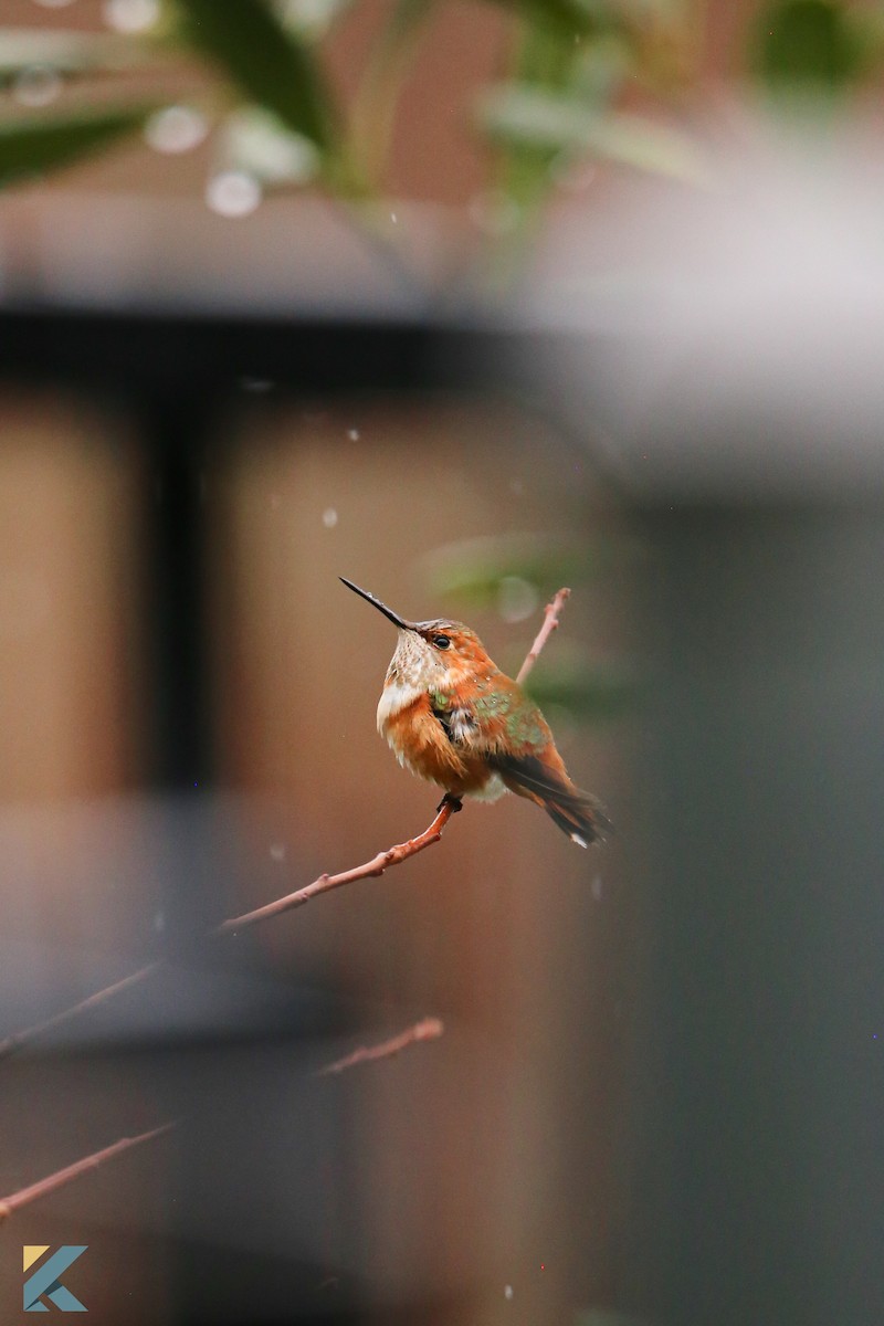 Rufous Hummingbird - ML631530458