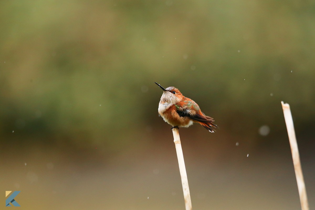 Rufous Hummingbird - ML631530460