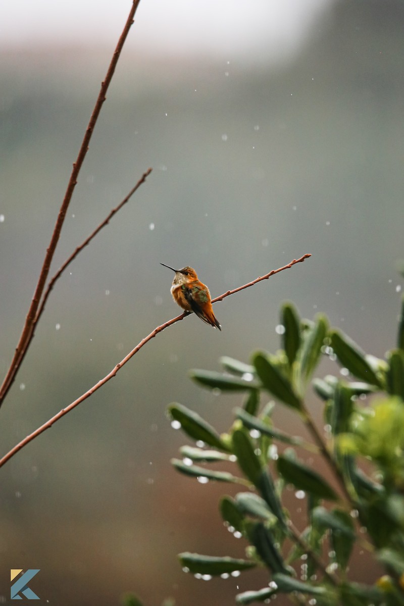 Rufous Hummingbird - ML631530461
