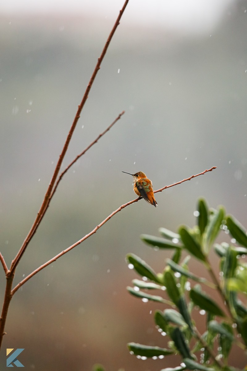 Rufous Hummingbird - ML631530462