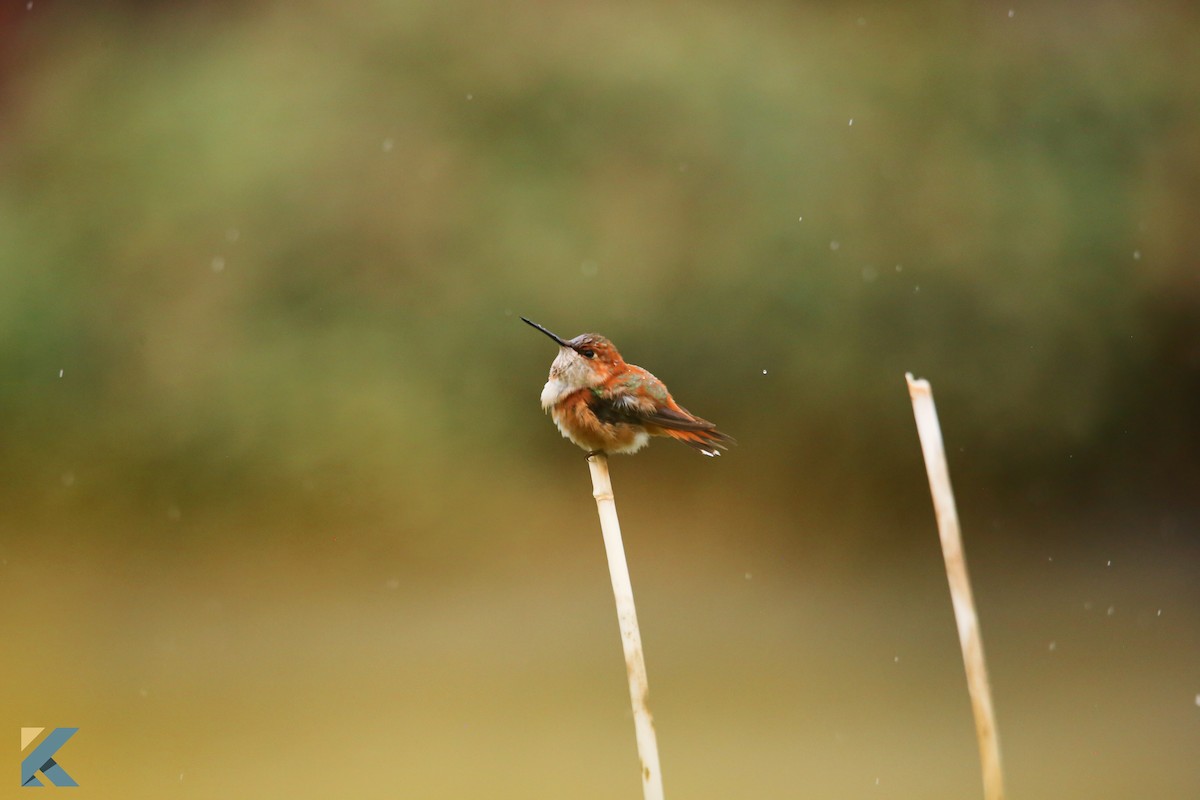Rufous Hummingbird - ML631530463