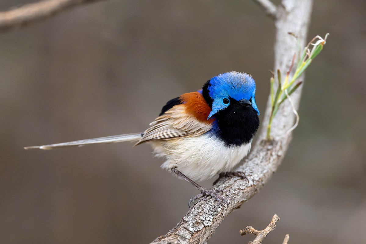 Purple-backed Fairywren - ML631530519