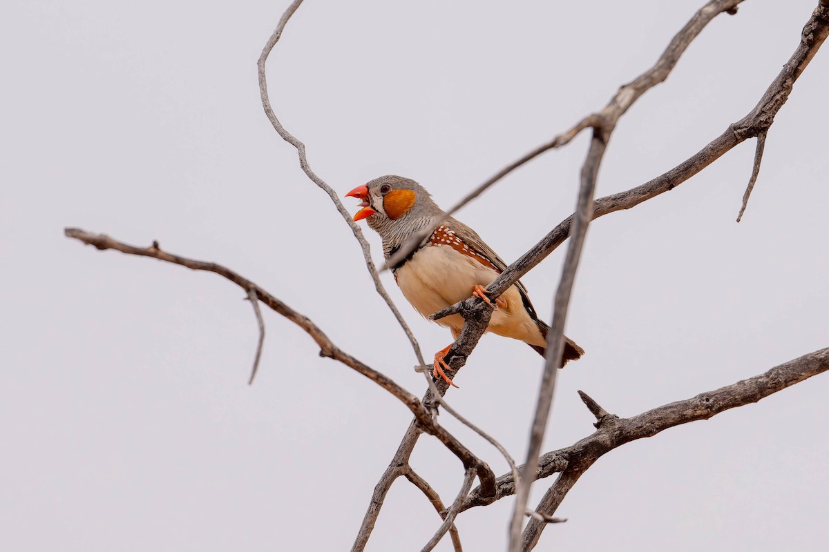 Zebra Finch (Australian) - ML631530526