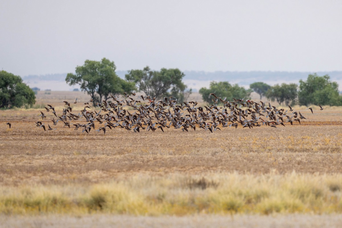 Flock Bronzewing - ML631530584