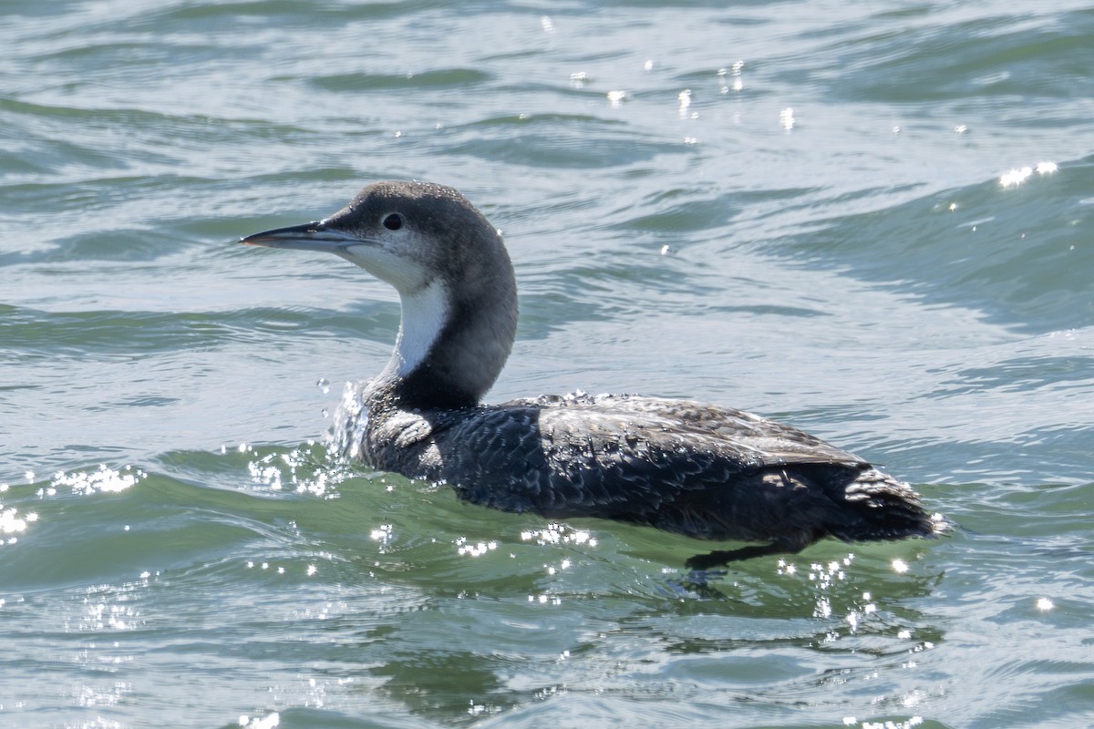 Pacific Loon