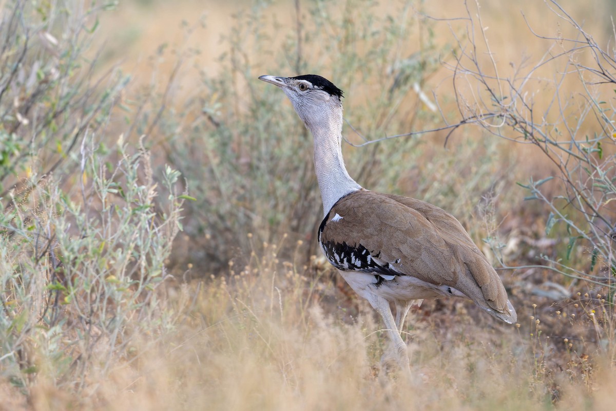 Australian Bustard - ML631530745