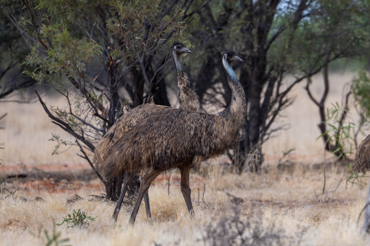 Emu - ML631530882