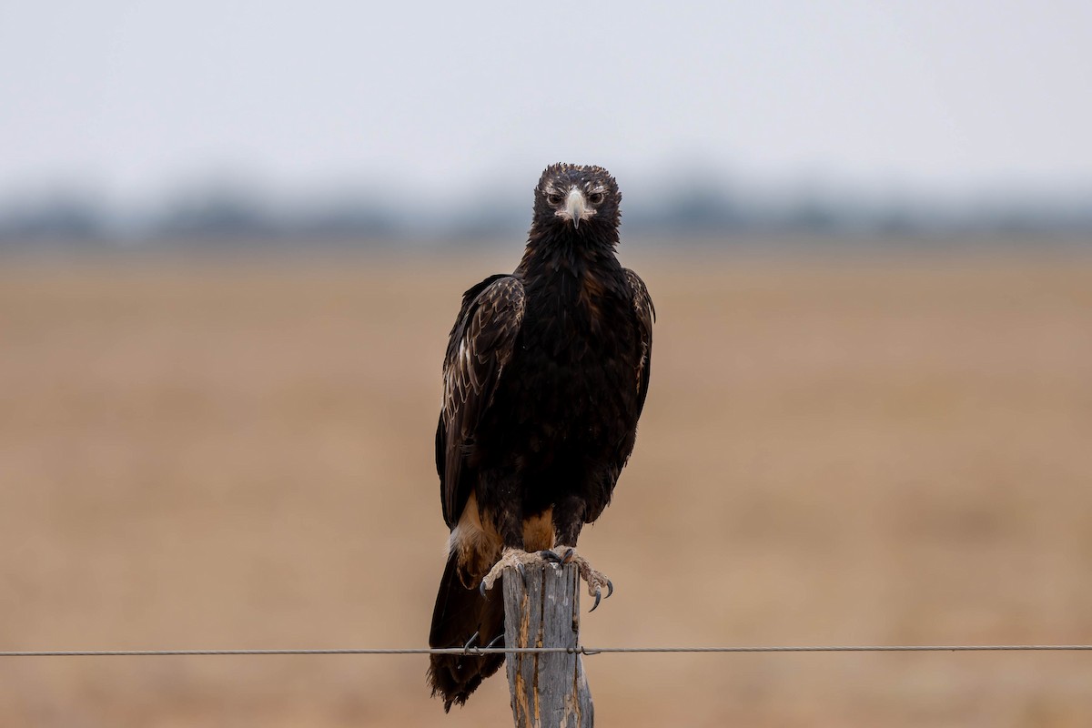 Wedge-tailed Eagle - ML631530972