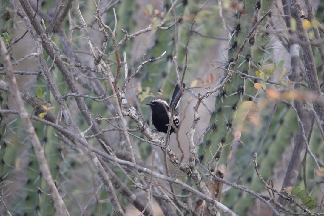 Black-bellied Antwren - ML631531036